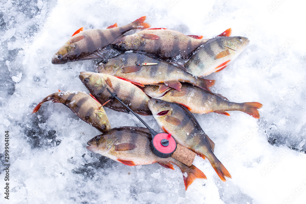 Winter ice fishing with ice fishing gear. Lot of perch caching from hole in  ice. Winter perch fishing leisure. Winter fishing background. Stock Photo