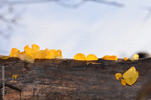 The golden jelly fungus Tremella mesenterica growing on a log photo