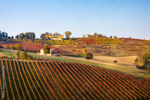 Levizzano Rangone scenery with vineyards, Levizzano Rangone, Castelvetro di Modena district, Modena province, Emilia Romagna, Italy. photo