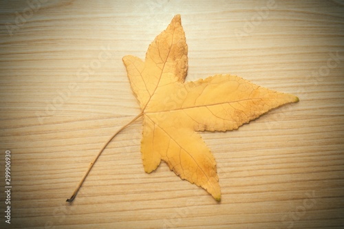 dry leaf on wooden background