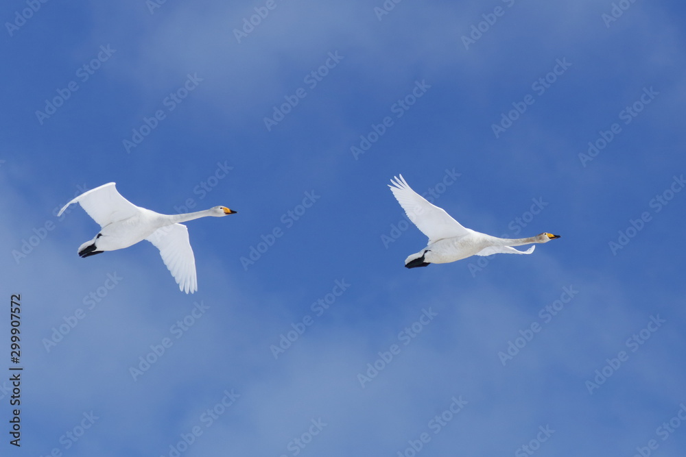 Fototapeta premium Whooper Swan couple in flight in Finland.