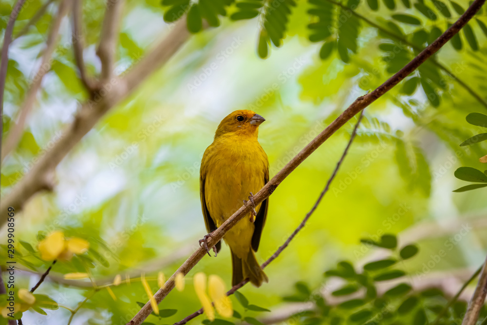 Saffron Finch perched on a twig against bright green background, Pantanal Wetlands, Mato Grosso, Brazil