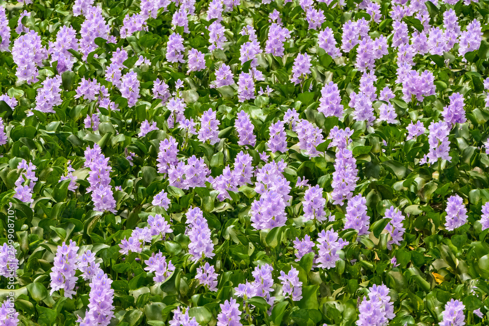 Naklejka premium Close up view of Water Hyacinths in purple bloom, Pantanal Wetlands, Mato Grosso, Brazil