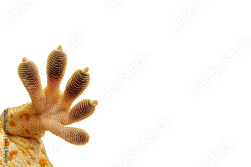 Close up Gecko leg,finger gecko isolated white background 