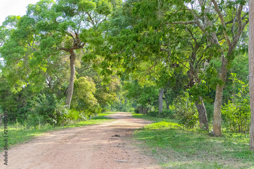 Typical idyllic rural road through forest in the Pantanal Wetlands, Mato Grosso, Brazil Typical idyllic rural road through forest in the Pantanal Wetlands, Mato Grosso, Brazil