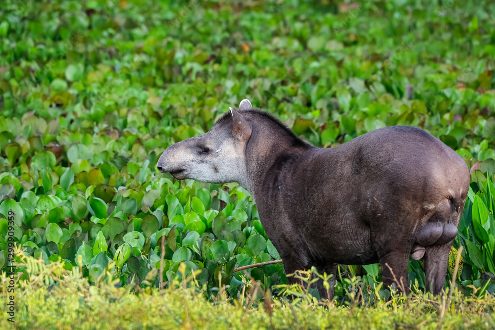 Close up of a Tapir walking along a lagoon with water plants at dusk light, Pantanal Wetlands, Mato Grosso, Brazil Close up of a Tapir walking along a lagoon with water plants at dusk light, Pantanal Wetlands, Mato Grosso, Brazil