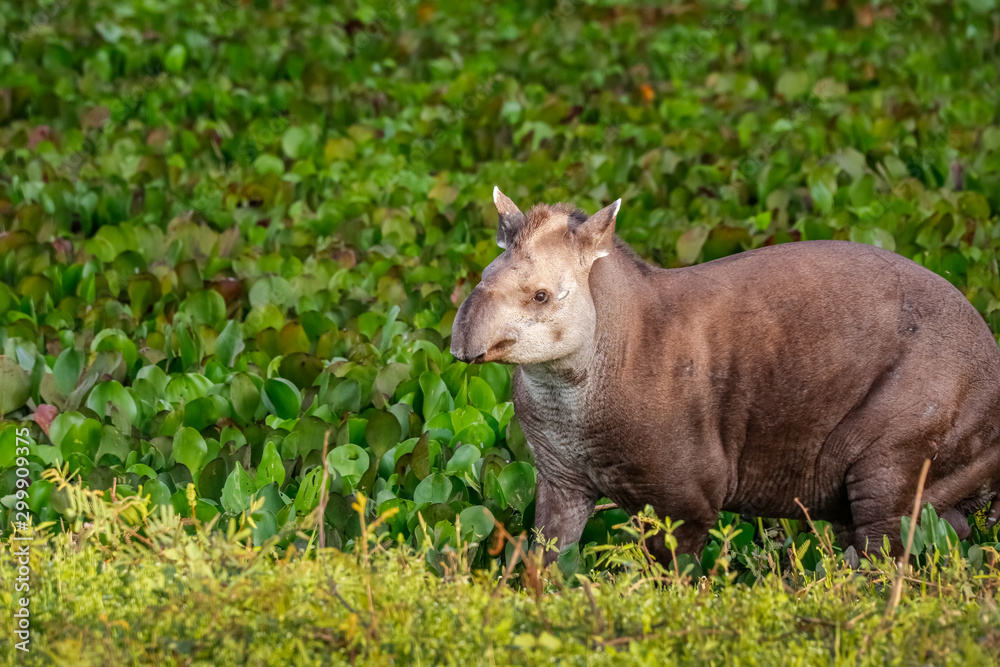 Close up of a Tapir walking along a lagoon with water plants in afternoon light, Pantanal Wetlands, Mato Grosso, Brazil Close up of a Tapir walking along a lagoon with water plants in afternoon light, Pantanal Wetlands, Mato Grosso, Brazil