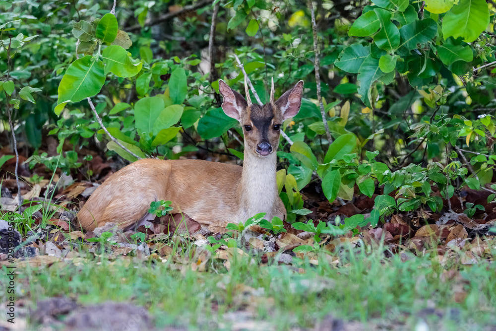 Red brocket, resting in the forest, facing camera, Pantanal Wetlands, Mato Grosso, Brazil Red brocket, resting in the forest, facing camera, Pantanal Wetlands, Mato Grosso, Brazil
