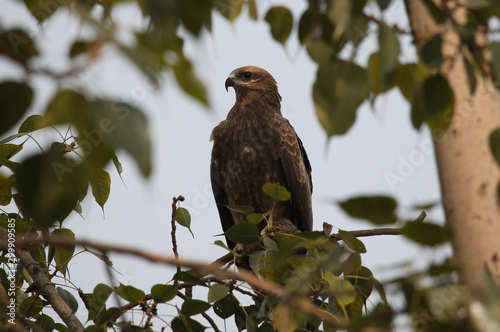 Fotografie Black kite in Delhi, India