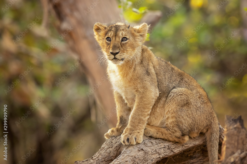 Asiatic lion is a Panthera leo leo population in India. Its range is restricted to the Gir National Park and environs in the Indian state of Gujarat. Asiatic lion is a Panthera leo leo population in India. Its range is restricted to the Gir National Park and environs in the Indian state of Gujarat.