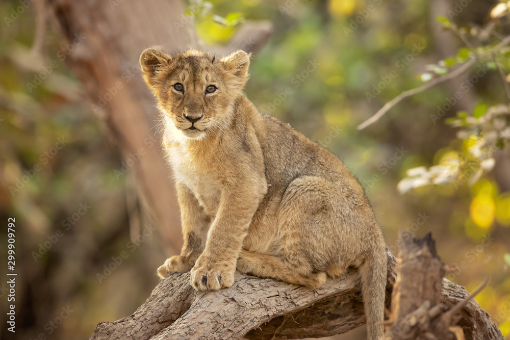 Asiatic lion is a Panthera leo leo population in India. Its range is restricted to the Gir National Park and environs in the Indian state of Gujarat. Stock Photo | Adobe Stock Asiatic lion is a Panthera leo leo population in India. Its range is restricted to the Gir National Park and environs in the Indian state of Gujarat. Stock Photo | Adobe Stock