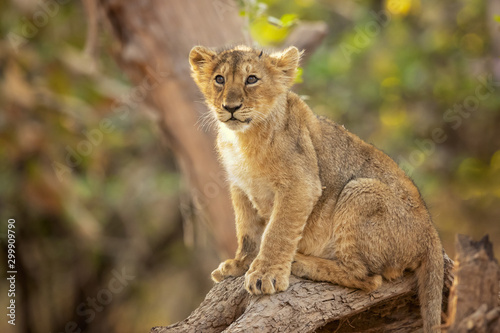 Asiatic lion is a Panthera leo leo population in India. Its range is restricted to the Gir National Park and environs in the Indian state of Gujarat.