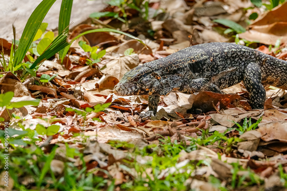 Black and white Tegu roaming in natural habitat, Pantanal Wetlands, Mato Grosso, Brazil Black and white Tegu roaming in natural habitat, Pantanal Wetlands, Mato Grosso, Brazil