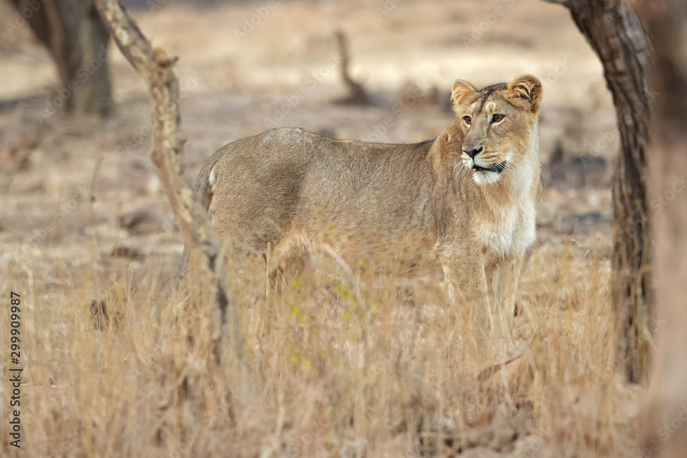 Asiatic lion is a Panthera leo leo population in India. Its range is restricted to the Gir National Park and environs in the Indian state of Gujarat.