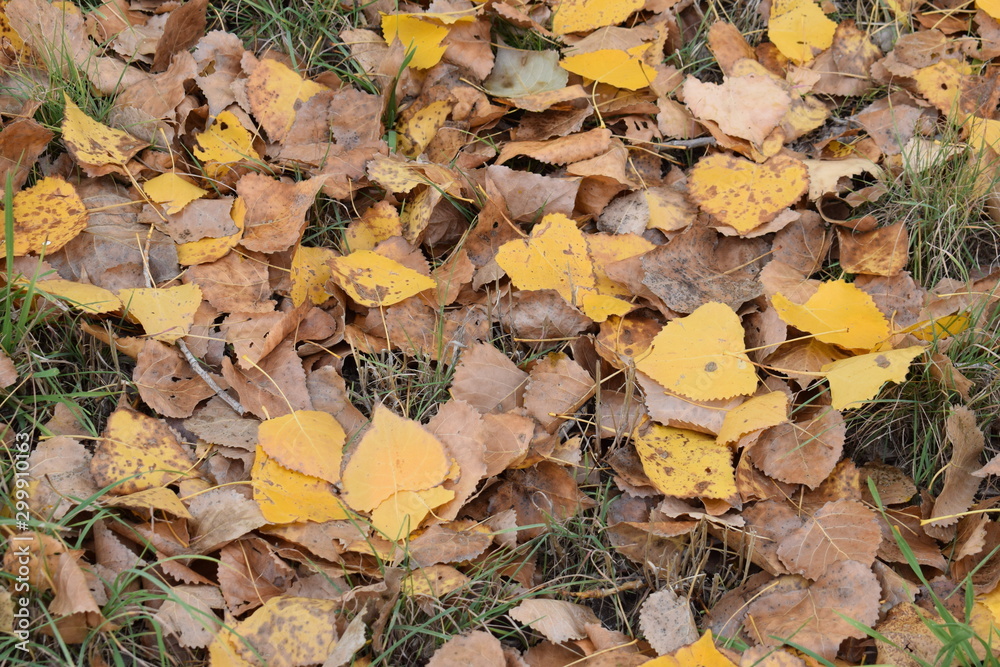 Dry leaves of tree in autumn in the countryside