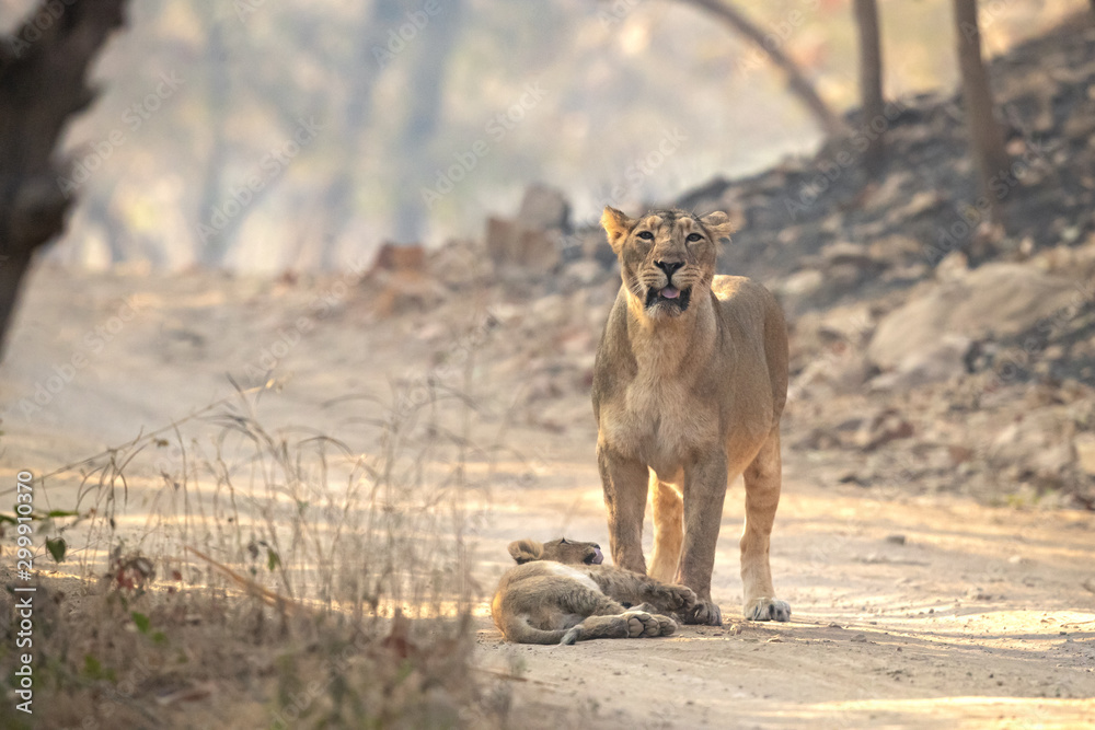 Asiatic lion is a Panthera leo leo population in India. Its range is restricted to the Gir National Park and environs in the Indian state of Gujarat. Asiatic lion is a Panthera leo leo population in India. Its range is restricted to the Gir National Park and environs in the Indian state of Gujarat.