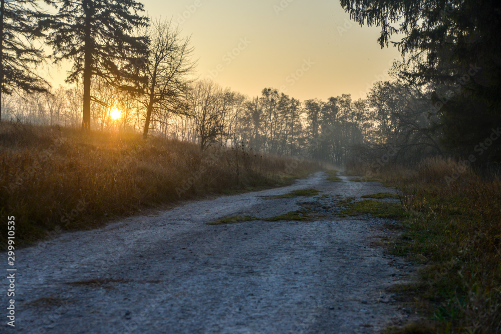 road in fog autumn forest road in fog autumn forest