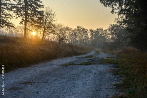 road in fog autumn forest