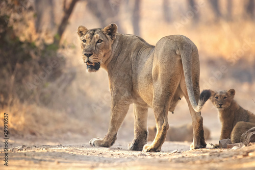 Asiatic lion is a Panthera leo leo population in India. Its range is restricted to the Gir National Park and environs in the Indian state of Gujarat. photo