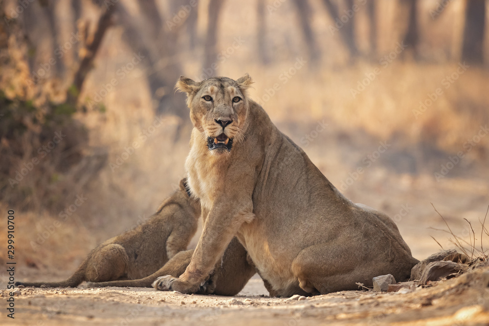 Naklejka premium Asiatic lion is a Panthera leo leo population in India. Its range is restricted to the Gir National Park and environs in the Indian state of Gujarat.