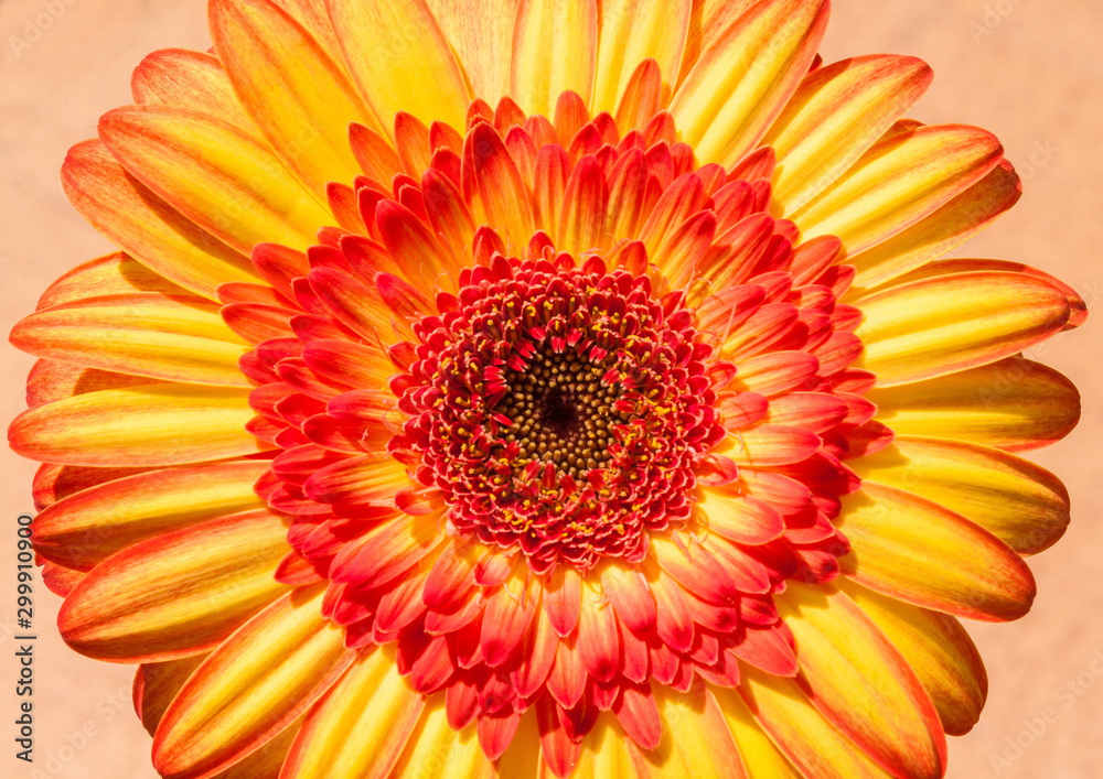 Flor gerbera amarilla y naranja vista de cerca.