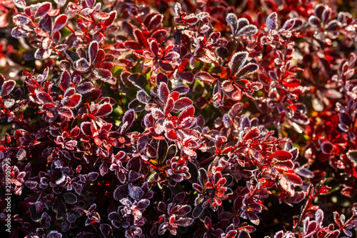 bush with purple leaves covered with hoarfrost on blurred background