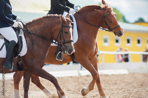 Two sorrel horses gallop across a sandy arena at a dressage competition together as a couple on a Sunny day. ©  Valeri Vatel