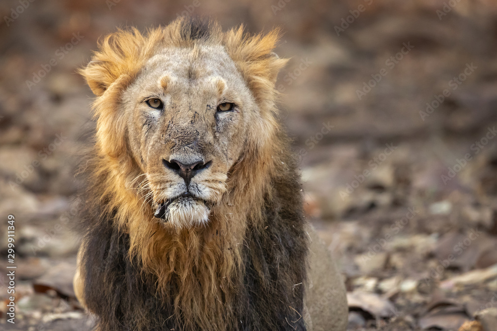 Asiatic lion is a Panthera leo leo population in India. Its range is restricted to the Gir National Park and environs in the Indian state of Gujarat. Asiatic lion is a Panthera leo leo population in India. Its range is restricted to the Gir National Park and environs in the Indian state of Gujarat.