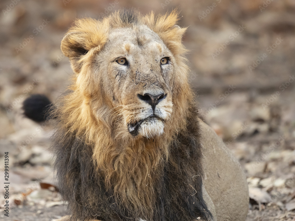 Asiatic lion is a Panthera leo leo population in India. Its range is restricted to the Gir National Park and environs in the Indian state of Gujarat. Asiatic lion is a Panthera leo leo population in India. Its range is restricted to the Gir National Park and environs in the Indian state of Gujarat.
