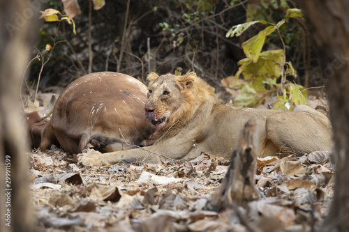 Asiatic lion is a Panthera leo leo population in India. Its range is restricted to the Gir National Park and environs in the Indian state of Gujarat. © Milan