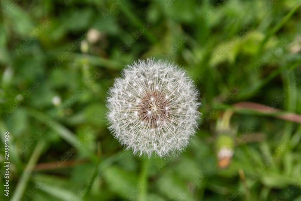 Close-up of a Dandelion flowerhead with a green background. Close-up of a Dandelion flowerhead with a green background.