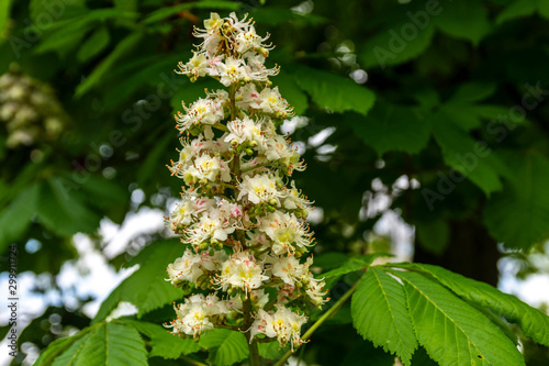 Close-up of flowering European horse-chestnut (aesculus hippocastanum)