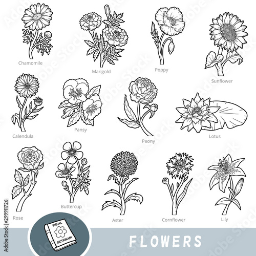 Black and white set of flowers, collection of nature items with names in English. Cartoon visual dictionary for children about plants