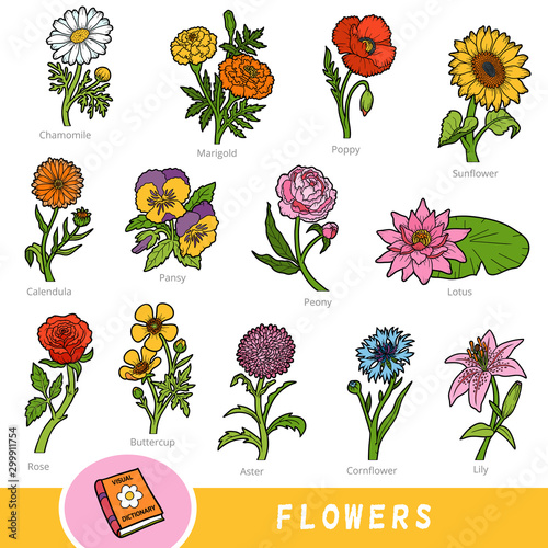 Colour set of flowers, collection of nature items with names in English. Cartoon visual dictionary for children about plants