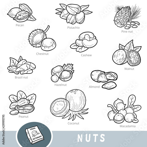 Black and white set of nuts, collection of nature items with names in English. Cartoon visual dictionary for children