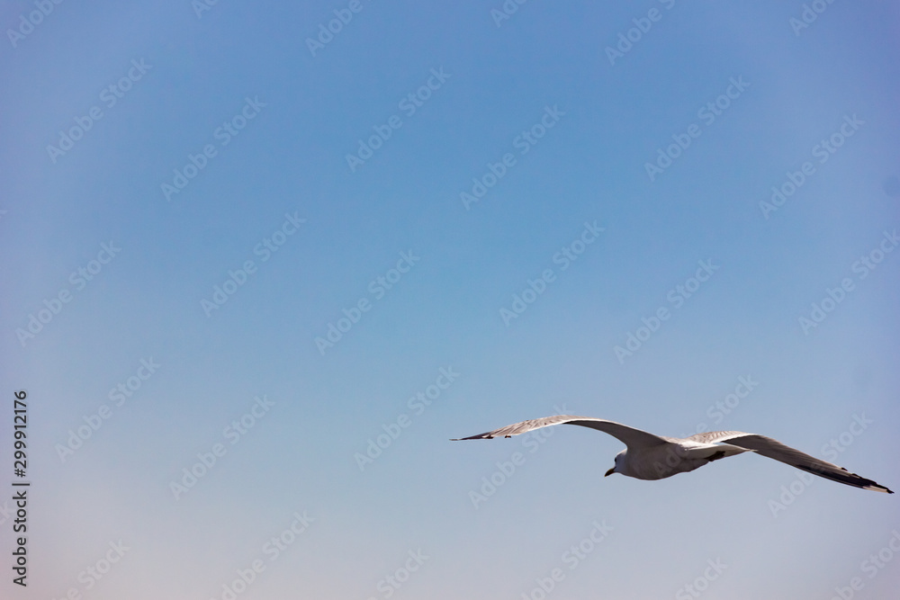 Single seagull flying in a sky as a background close up
