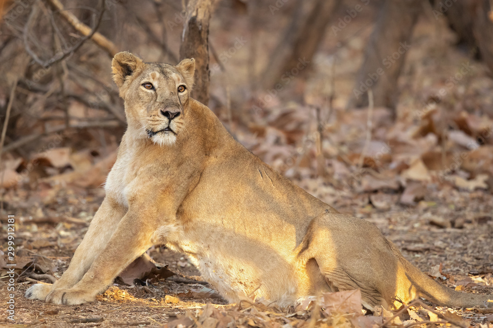 Asiatic lion is a Panthera leo leo population in India. Its range is restricted to the Gir National Park and environs in the Indian state of Gujarat. Asiatic lion is a Panthera leo leo population in India. Its range is restricted to the Gir National Park and environs in the Indian state of Gujarat.