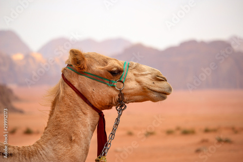 Camels in the desert of Wadi Rum Jordan