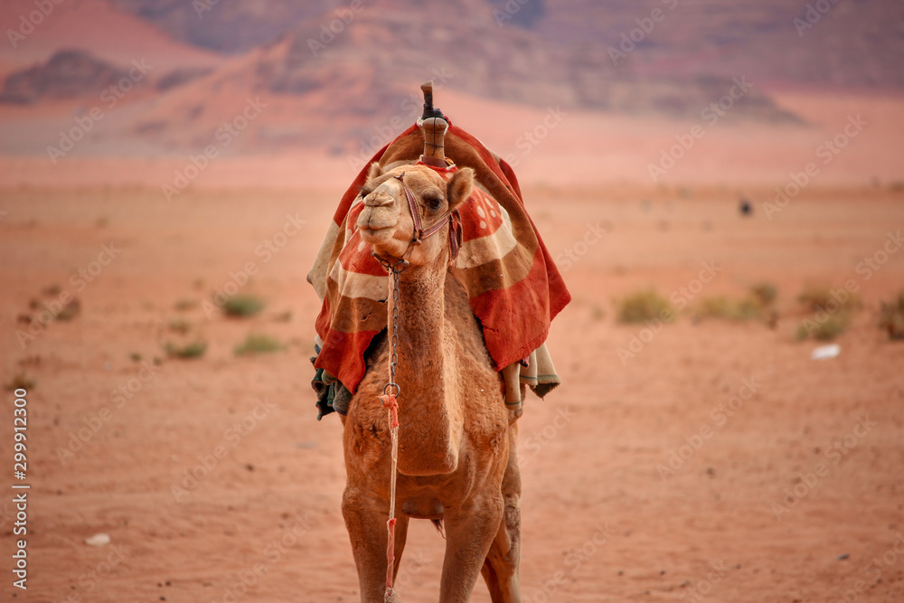 Naklejka premium Camels in the desert of Wadi Rum Jordan