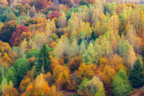 the mountain autumn landscape with colorful forest © Cosminxp