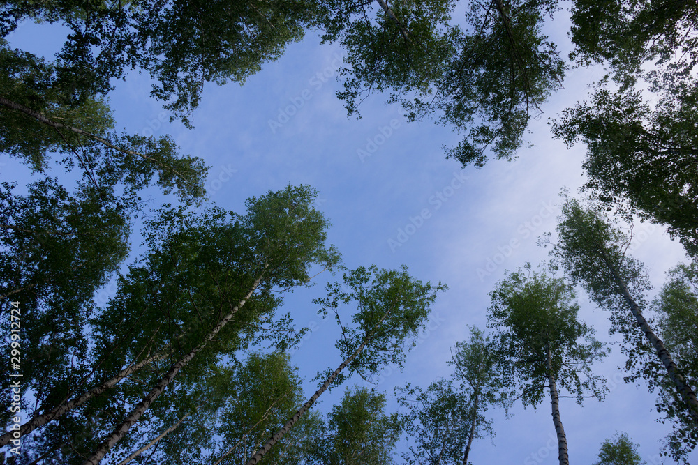 Window of firs, looking up, shot with fisheye lens in forest