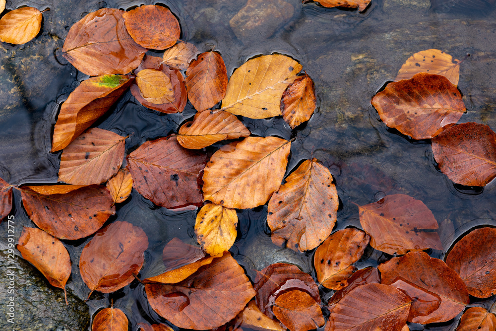 Colourful fall leaves in pond lake water, floating autumn leaf. Fall season leaves in rain puddle. Sunny autumn day foliage. October weather, november nature background. Beautiful reflection in water.