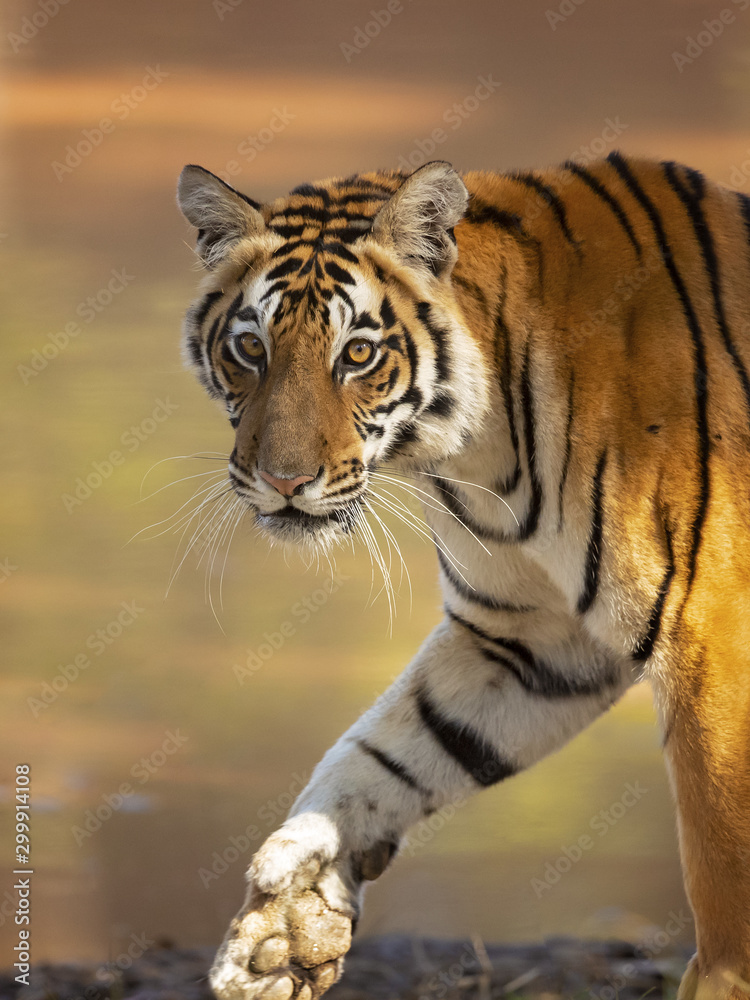 Naklejka premium Bengal tiger is a Panthera tigris tigris population native to the Indian subcontinent.