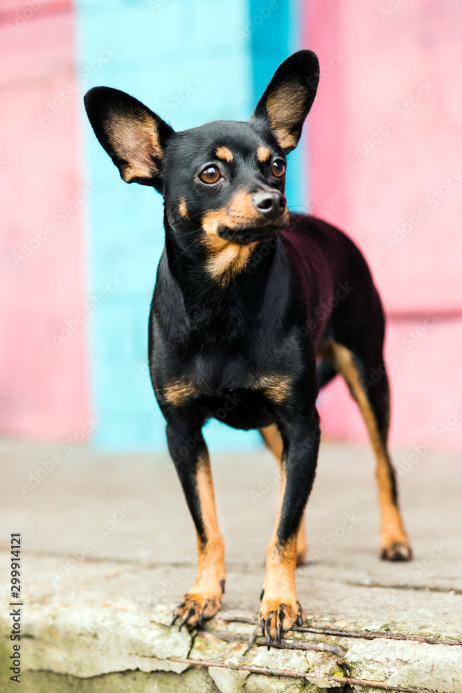Adult dog toy terrier breed posing