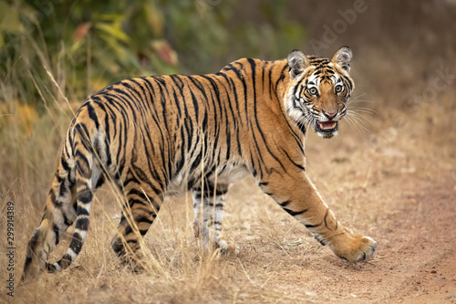 Fényképezés Bengal tiger is a Panthera tigris tigris population native to the Indian subcontinent