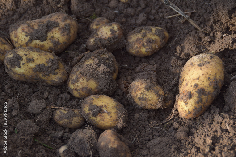 Kartoffeln frisch geerntet Kartoffeln frisch geerntet