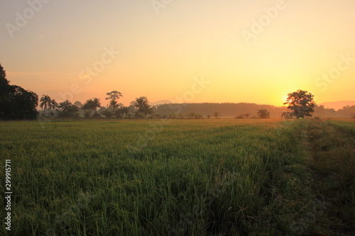 Rice green field and paddy rice for natural background.on the sunset.