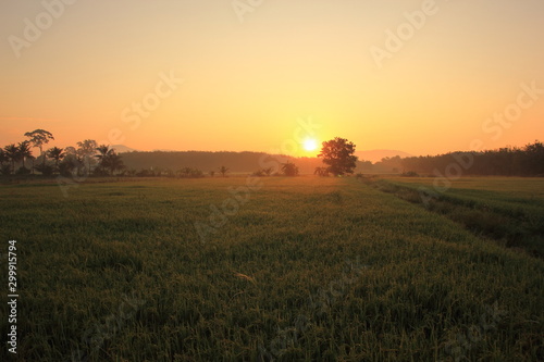 Rice green field and paddy rice for natural background.on the sunset.