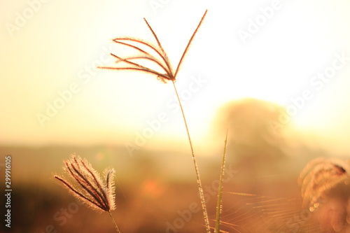 selective focus grass flower sunrise for background in the morning.on the sunset.
