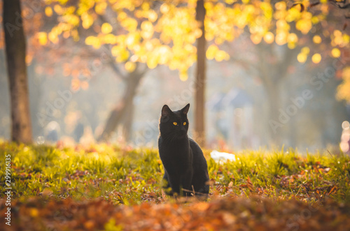Black cat sits in the middle of the meadow on an orange background, background in haze